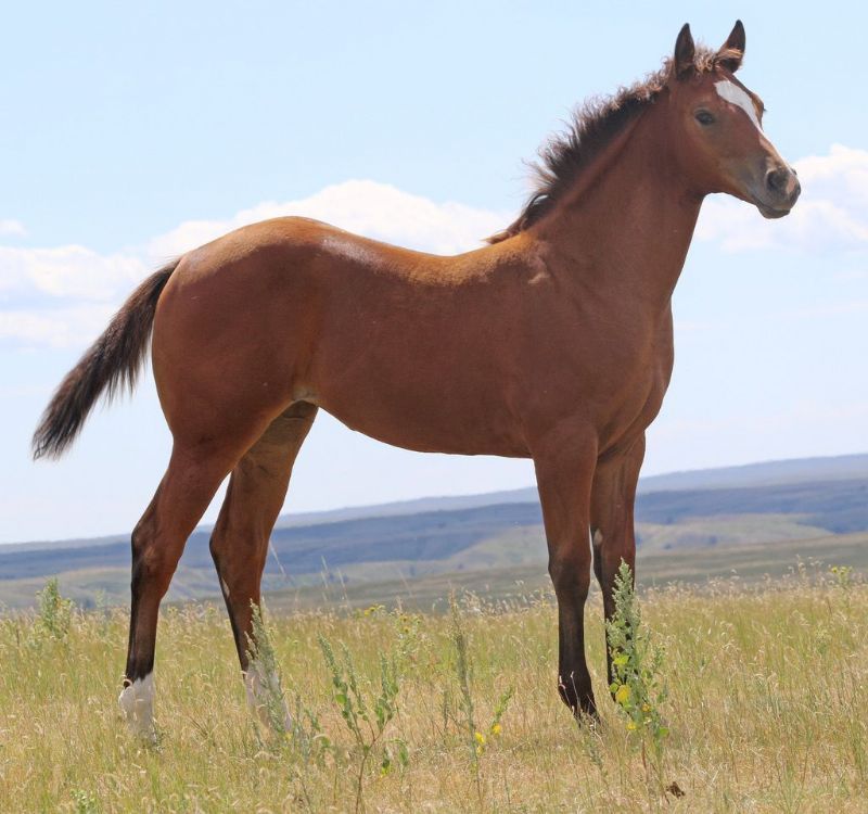 059 - Royal French Flit filly